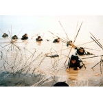 عملیات کربلا 4