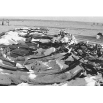 Wreckage of Iran Air Flight 655